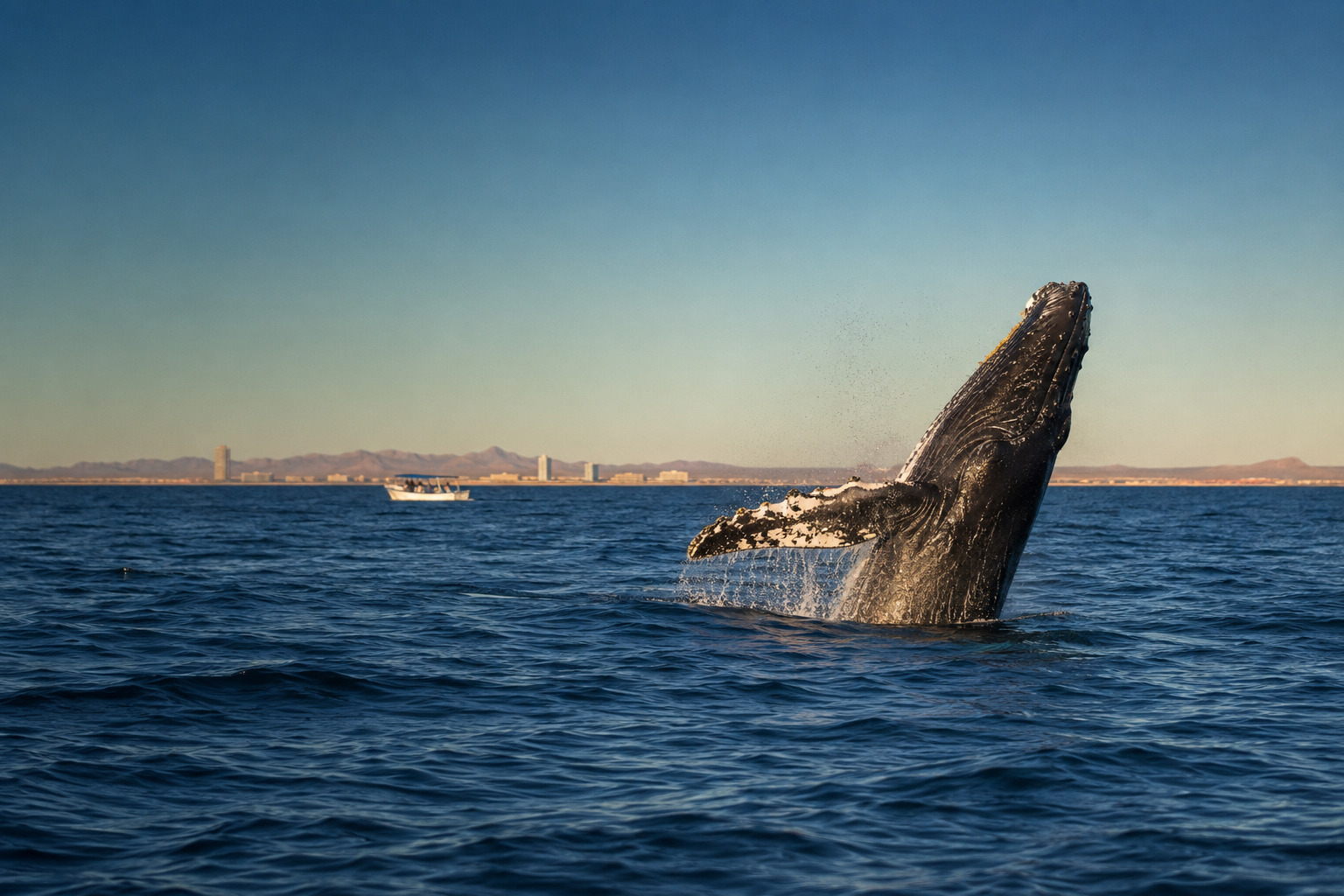 Avistamiento de Ballenas en Puerto Peñasco en Puerto Peñasco