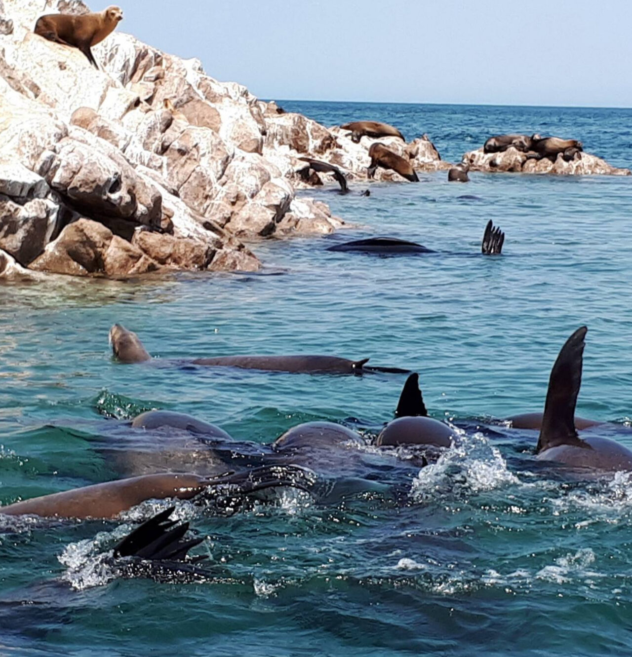 Ecofun Adventures, where we offer an incredible Bird Island tour for nature enthusiasts!