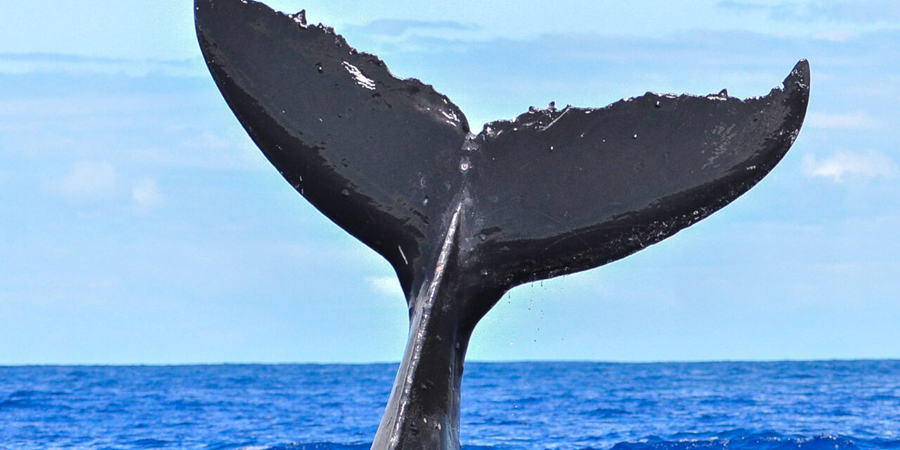 Whale Watching